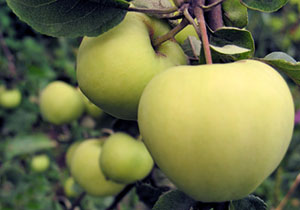 apfel